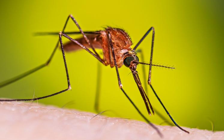 mosquito